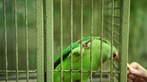 pájaro loro en jaula: 4k