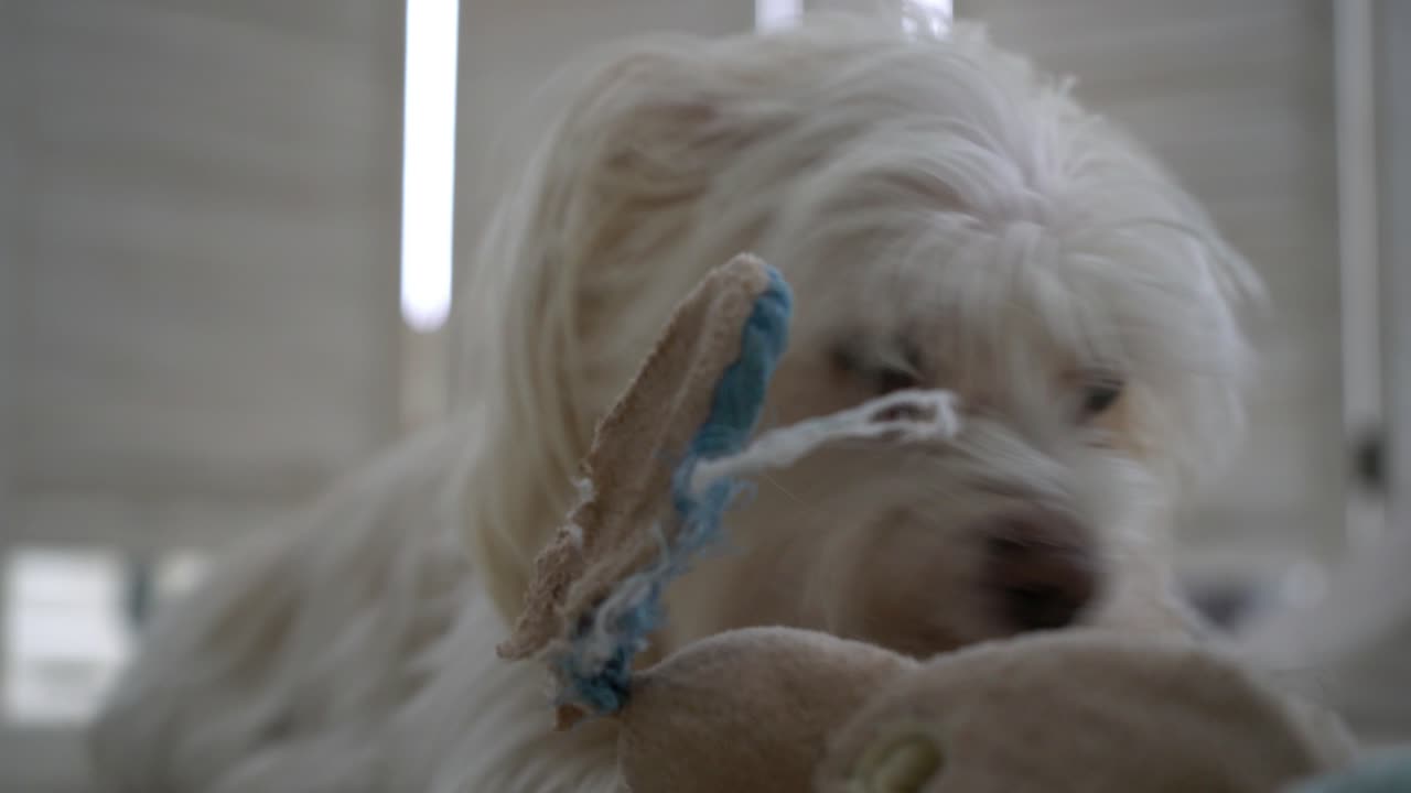 adorable y pequeño perro blanco de color crema jugando con un juguete de peluche en el suelo de una alfombra mezcla maltesa de yorkshire - raza mixta morkie masticando todo el día con un primer plano de un perro ocupado en el entretenimiento
