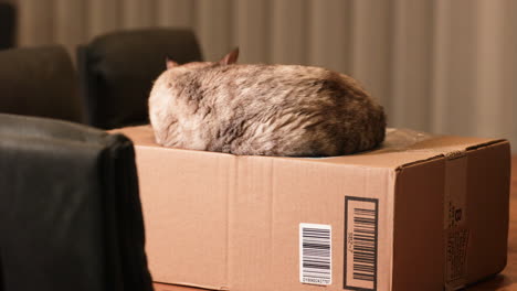 a domestic pet cat sleeping on top of a cardboard paper box on a wooden table - wide pan shot