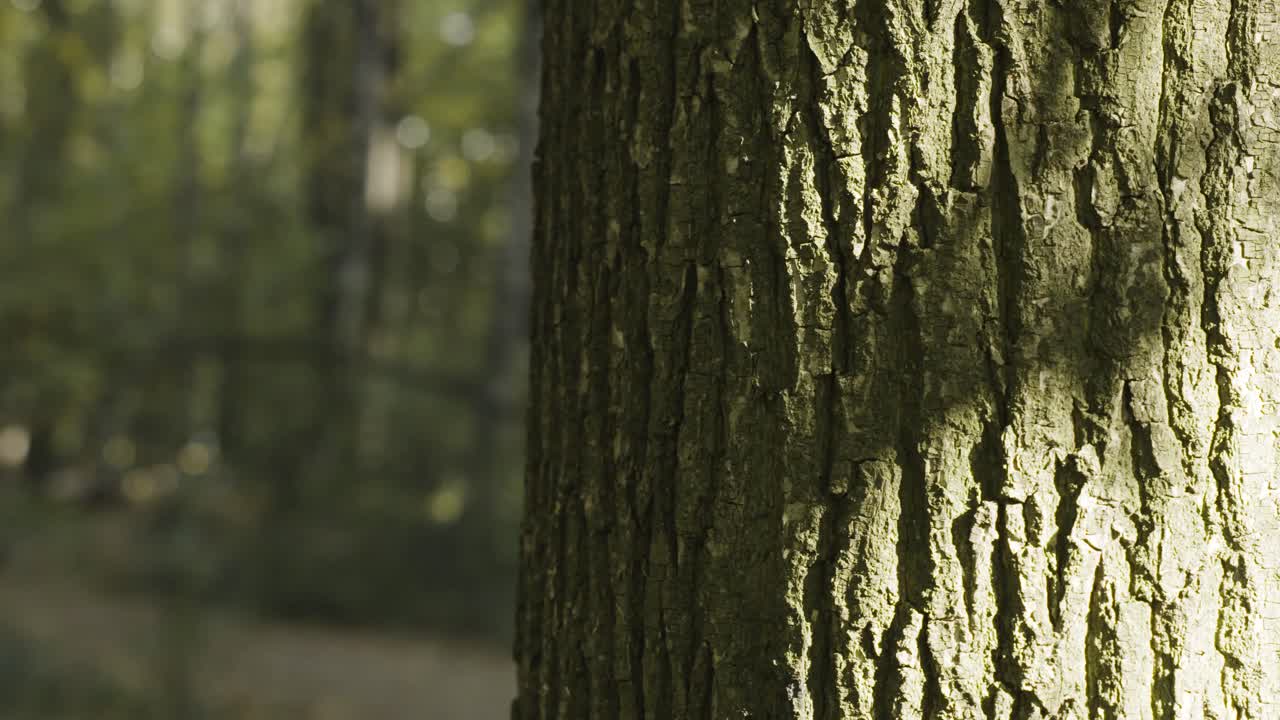 Close-up of Tree Trunk in Forest