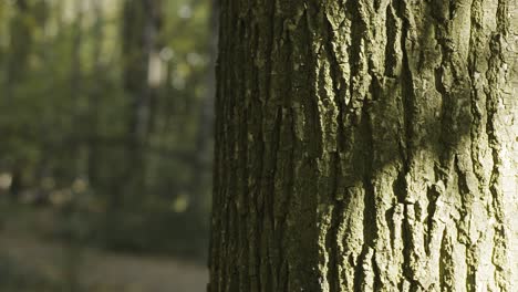 close-up of tree trunk in forest