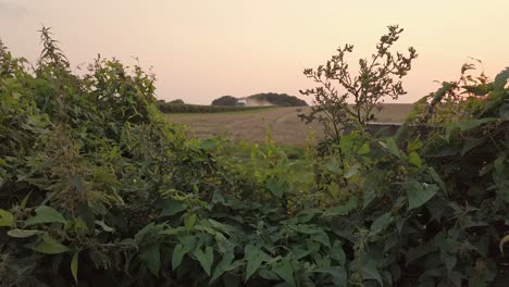 vagón y polvo mirando a través de hileras de setos sobre una puesta de sol en el campo