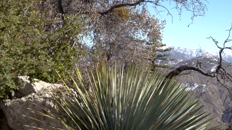 right pan view of snow capped angeles national forest