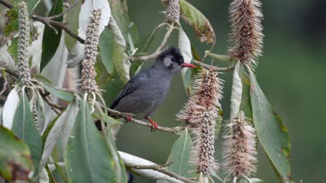 A-black-bulbul-perched-in-a-flowering-tree-looking-around-for-danger