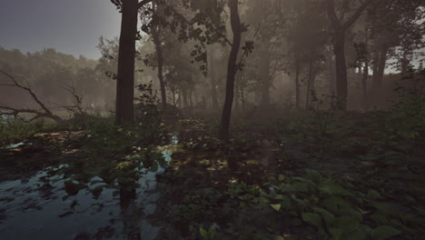 autumn sunny day in the swamp