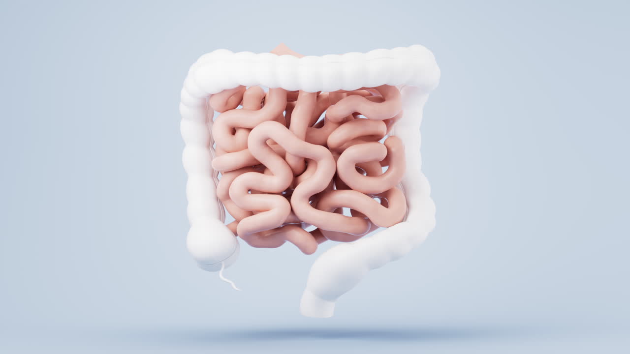 Intestinal tract with digestive health concept, 3d rendering.