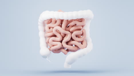 intestinal tract with digestive health concept, 3d rendering.