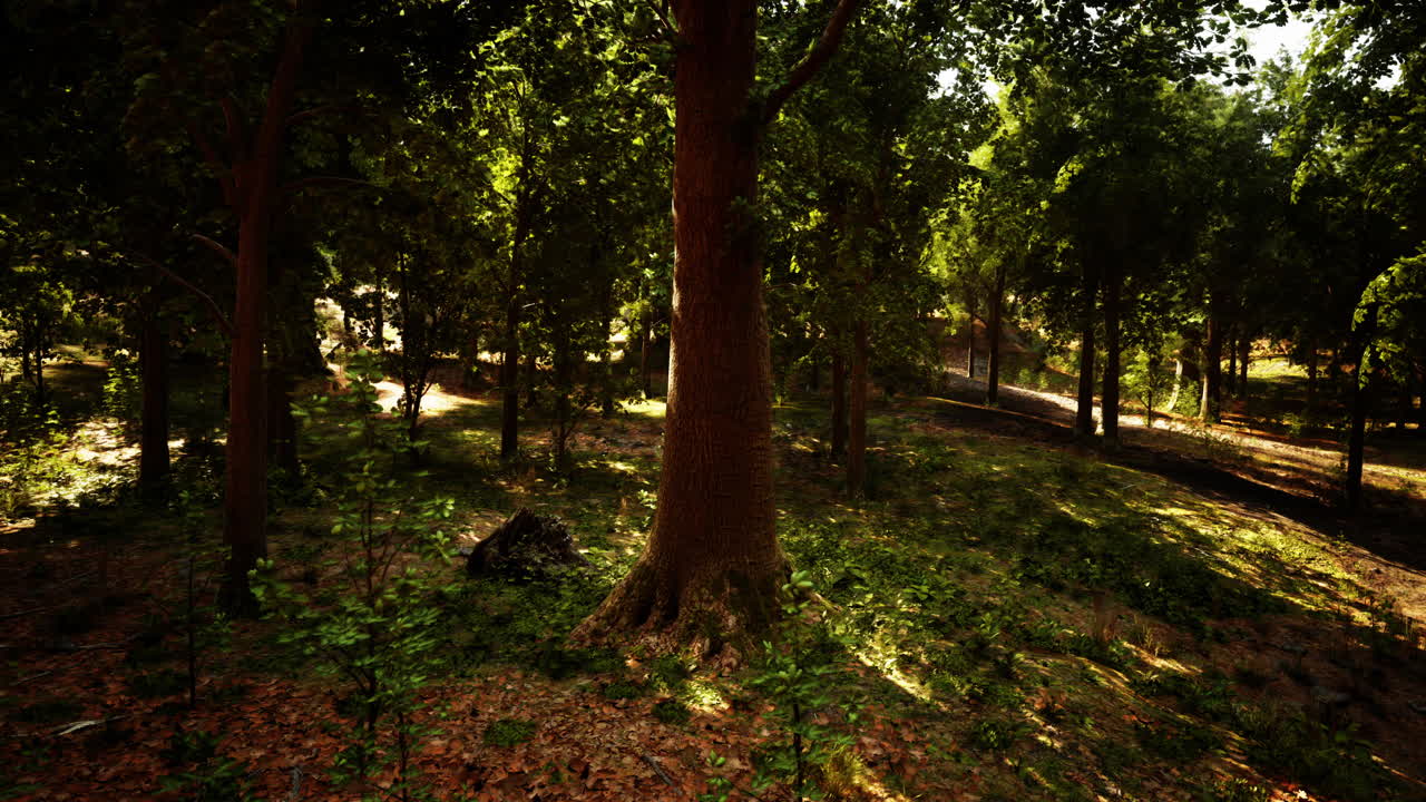 빛이 비치는 숲길