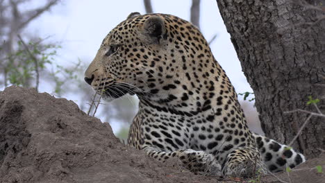 primer plano de un leopardo que escucha algo y se sienta y mira a su alrededor