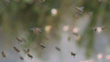 slow motion background of honey bees flying in the air around beehive