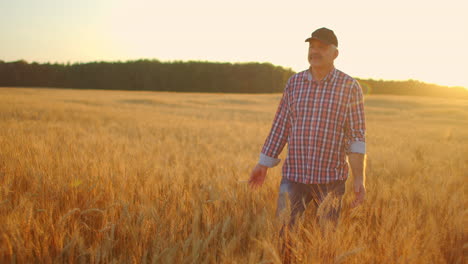 un agricultor adulto camina en un campo de trigo con una gorra al atardecer pasando su mano sobre las orejas de color dorado al atardecer. agricultura de plantas de grano.