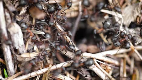 Wild-ant-hill-in-the-forest-closeup