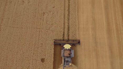 Luftaufnahme-Zeigt-Ein-Riesiges-Weizenfeld-Während-Der-Erntesaison,-Während-Ein-Mähdrescher-Goldenen-Weizen-Sammelt