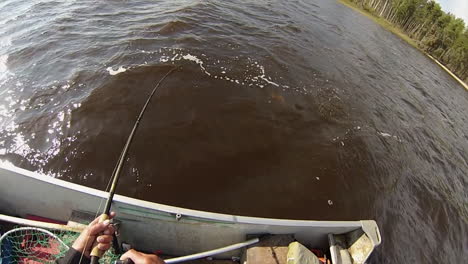 small northern pike bites a spinner bait near the boat