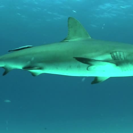 Good-footage-of-a-shark-swimming-underwater-2