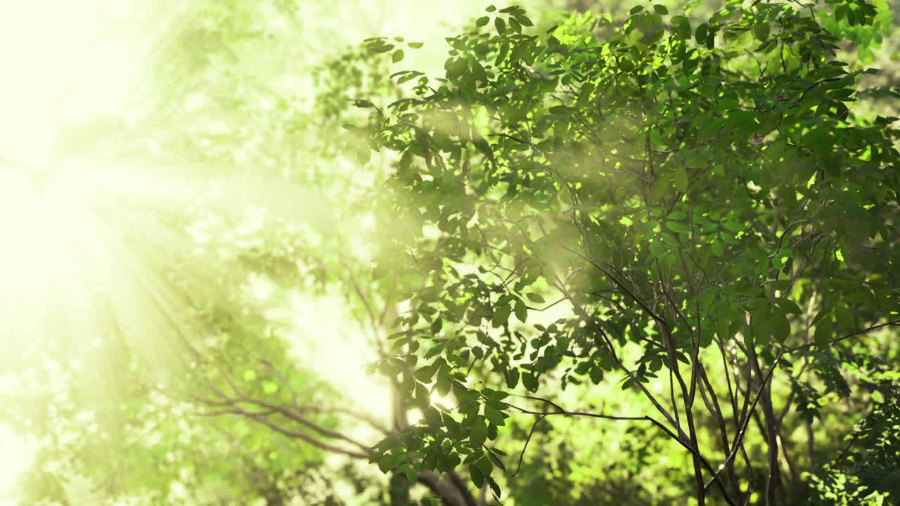 Sunlight filters through lush green foliage in a serene forest setting