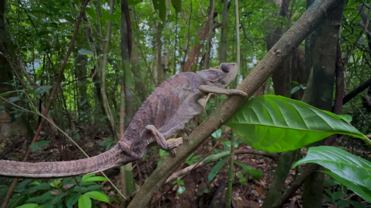 Camaleón de orejas de elefante (Calumma brevicornis) gateando por una rama. Madagascar.