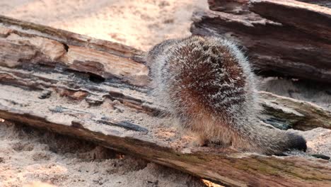 meerkat investigates log in sandy enclosure