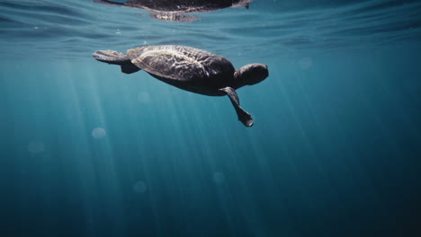sea turtle underwater