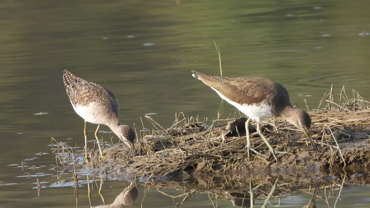 lavandera - en el área del estanque