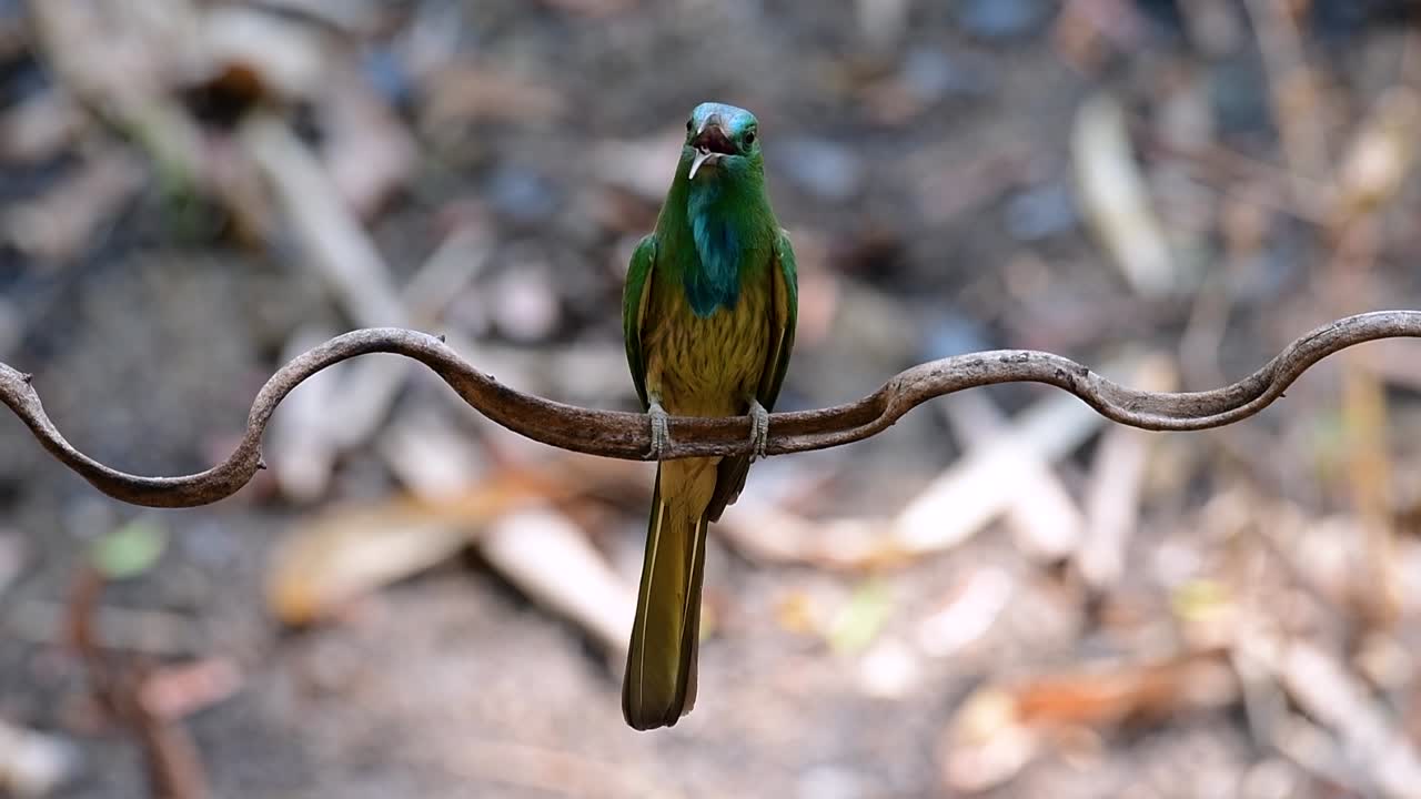 el abejaruco de barba azul se encuentra en la península de malaya, incluida tailandia, en claros de bosques particulares