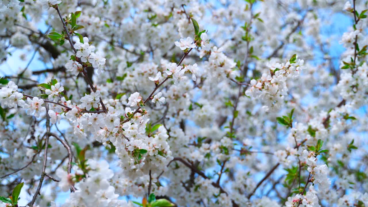 White cherry tree with flowers and green leaves