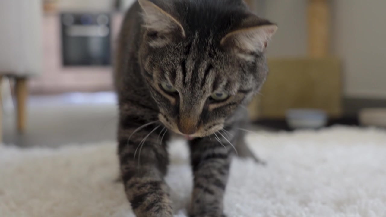 Gato atigrado juega en una alfombra blanca y camina hacia la cámara mientras persigue un juguete en un acogedor espacio interior.