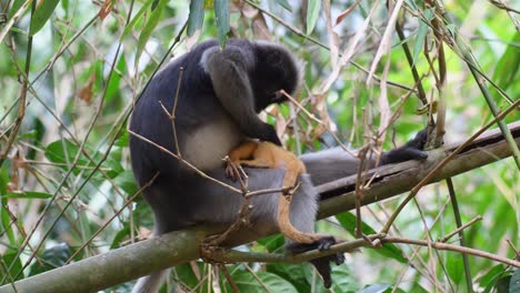 Spectacled-Leaf-Monkey-With-Yellow-Infant-Monkey-Sitting-On-A-Tree-At-Kaeng-Krachan-National-Park---full-shot