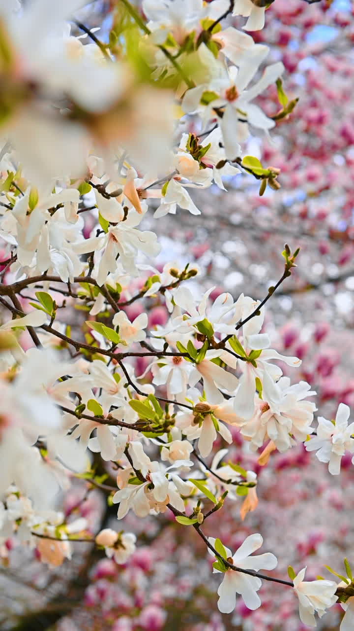 Blooming magnolia tree at sunset light. Blooming magnolia branches at sunset light. Pink magnolia tree. Magnolia tree background