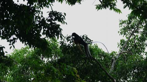 un individuo sale de abajo subiendo y luego salta a otra rama, mono de hoja oscura trachypithecus obscurus, tailandia