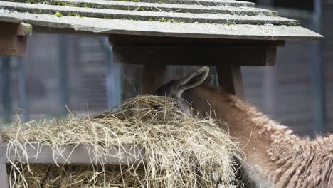 llama eats straw from the feeder