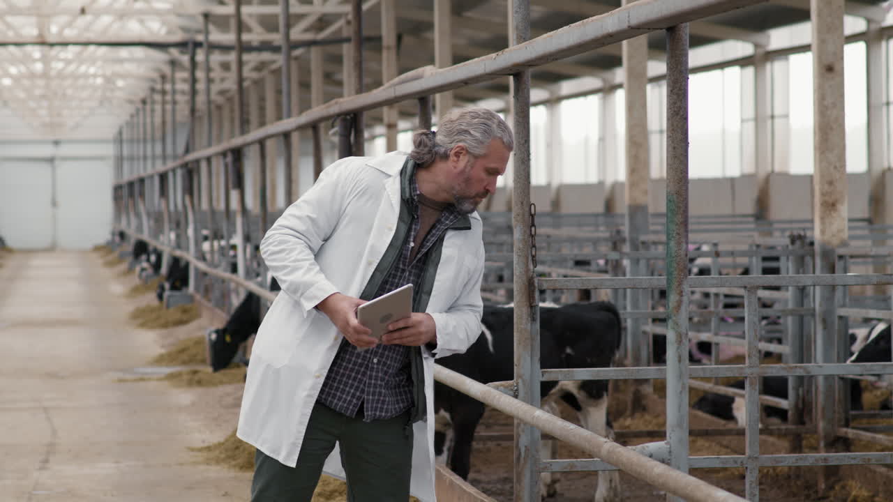 Dairy Farm Supervisor Inspecting Cows