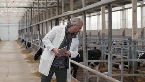 dairy farm supervisor inspecting cows