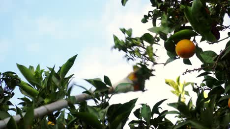 Harvesting orange from top of a tree with help of a stick, against sky
