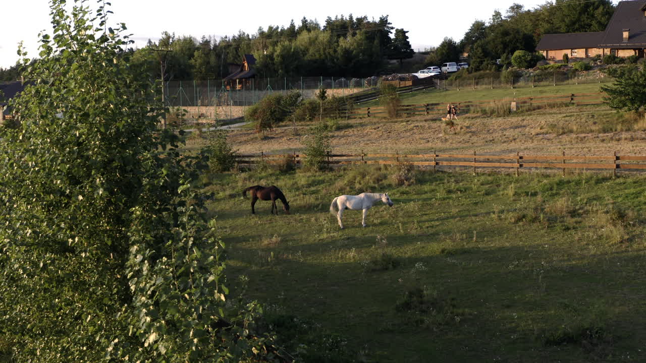 toma aérea de dos caballos pastando en un campo agrícola, hermoso paisaje rural al amanecer