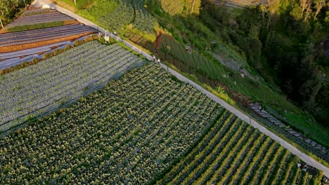 Vista-Aérea-De-La-Hilera-De-Plantas-Vegetales-En-El-Campo-Agrícola