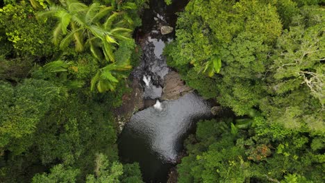 a dense rainforest reveals a secret hidden natural swimming hole surrounded by lush tropical plants