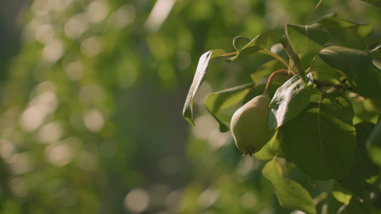 cerca de las hojas de guayaba con una que se mueve suavemente, la luz del sol se filtra a través del follaje creando un suave efecto bokeh en el fondo, con una rica vegetación y una atmósfera tranquila