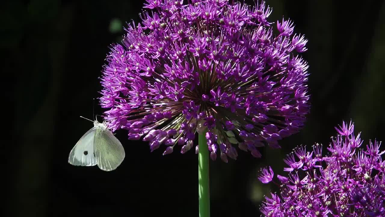 Cabbage white butterfly feeding and fluttering on purple allium flower head.