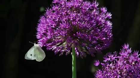 cabbage white butterfly feeding and fluttering on purple allium flower head.
