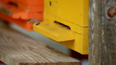 closeup of bees flying in and out of a bee hive in 4k in slow motion-3