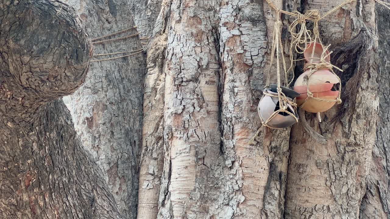 clay pot on the tree as per Hindu tradition, the ashes placed in the earthen pot, called 'Ghant' is hung on a Peepal tree until the ashes are immersed.