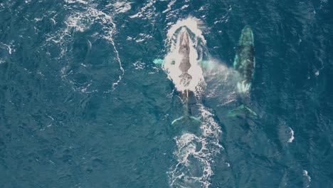 2-humpback-whales-swimming-and-fluking-in-the-beautiful-blue-ocean,-in-the-clear-water-sea