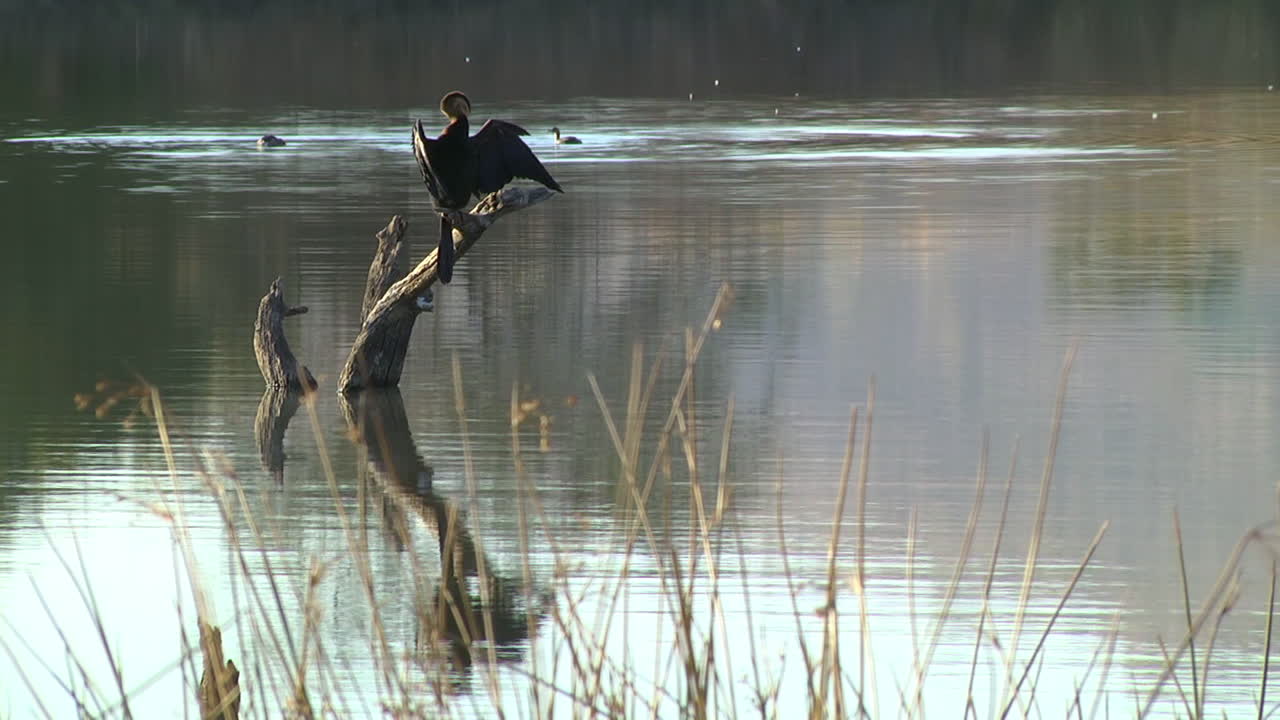 Uccello aninga africana nera seduto su un ramo di legno che si erge dall'acqua, sfondo bellissimo e look cinematografico.