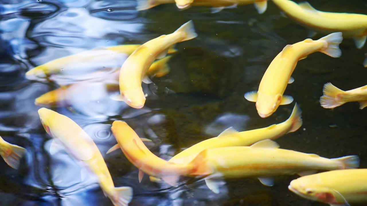 Yellow koi fish swimming in the pond. Top view