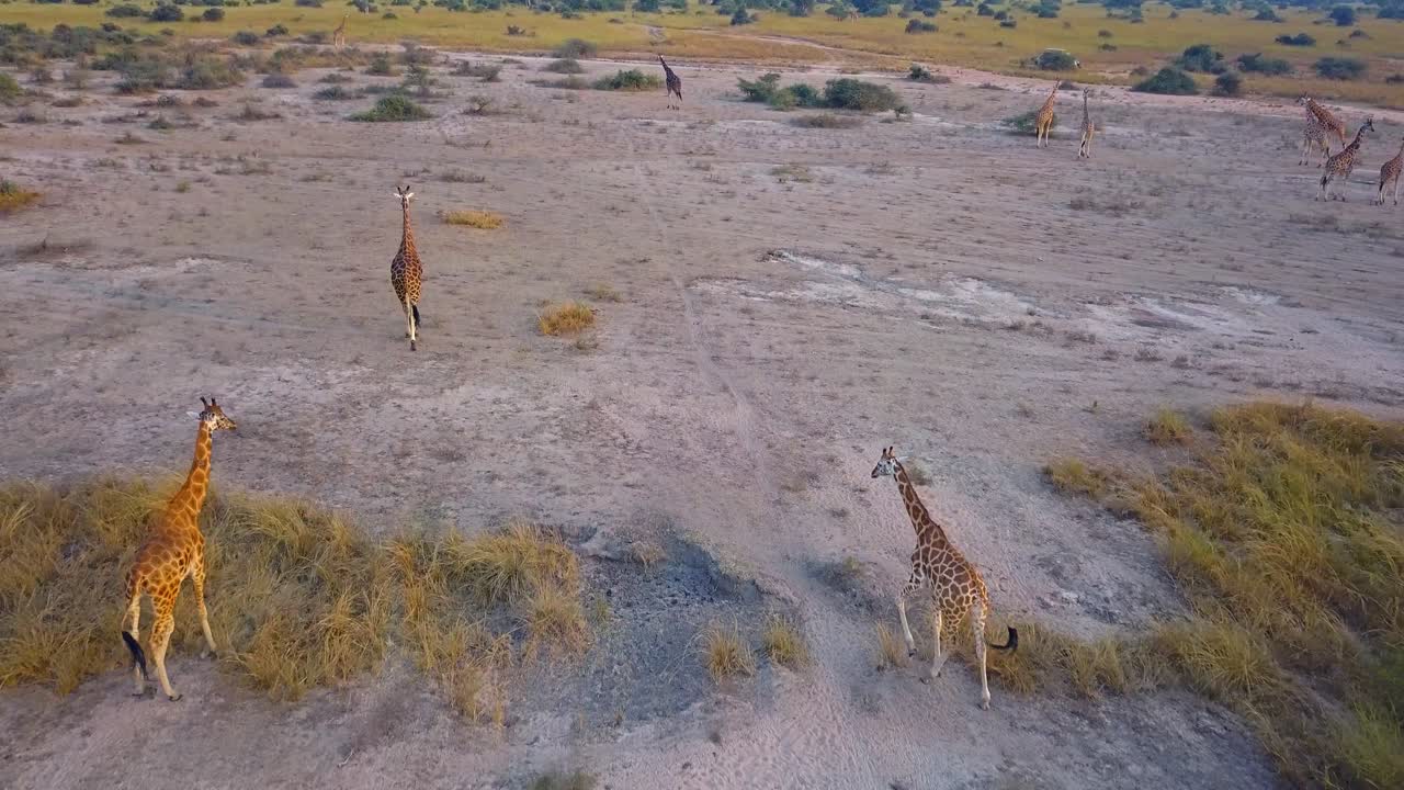 Wide drone tracking shot of Rothschild's giraffes (Giraffa camelopardalis rothschildi) walking across the arid African savannah near a river, scattered low shrubs in afternoon light