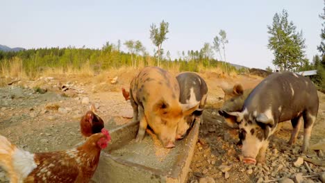 Pigs-and-hen-having-food-in-the-farm-4k