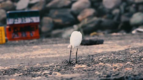 Un-Joven-Pájaro-Garza-Blanca-En-Busca-De-Alimentos-Peces-De-Desecho-Seco-Cerca-De-Una-Orilla-Con-Fondo-De-Video-De-Ojos-Afilados-En-Full-Hd-En-Mov