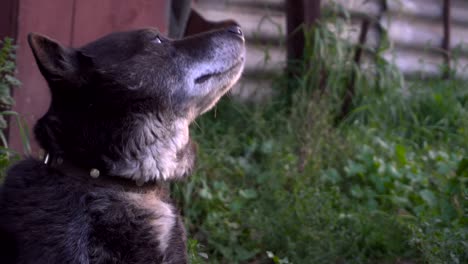 funny guard dog face.