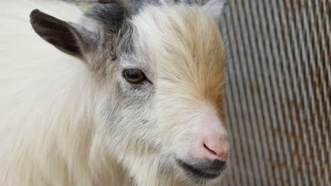 goat tilting head, blinking, and looking around.